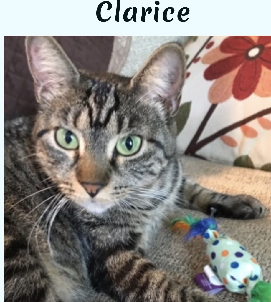 Clarice {Adopted} Cat Around Town Project
