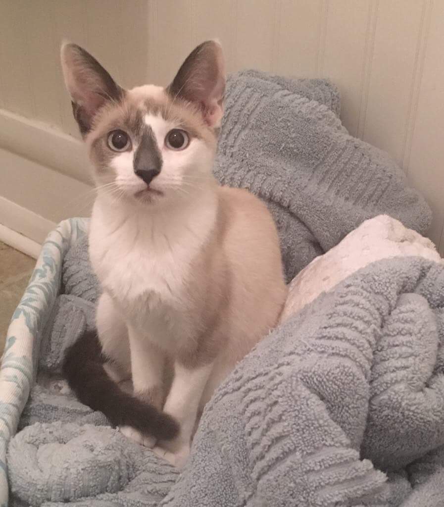 Happy Tails Cat Around Town Project