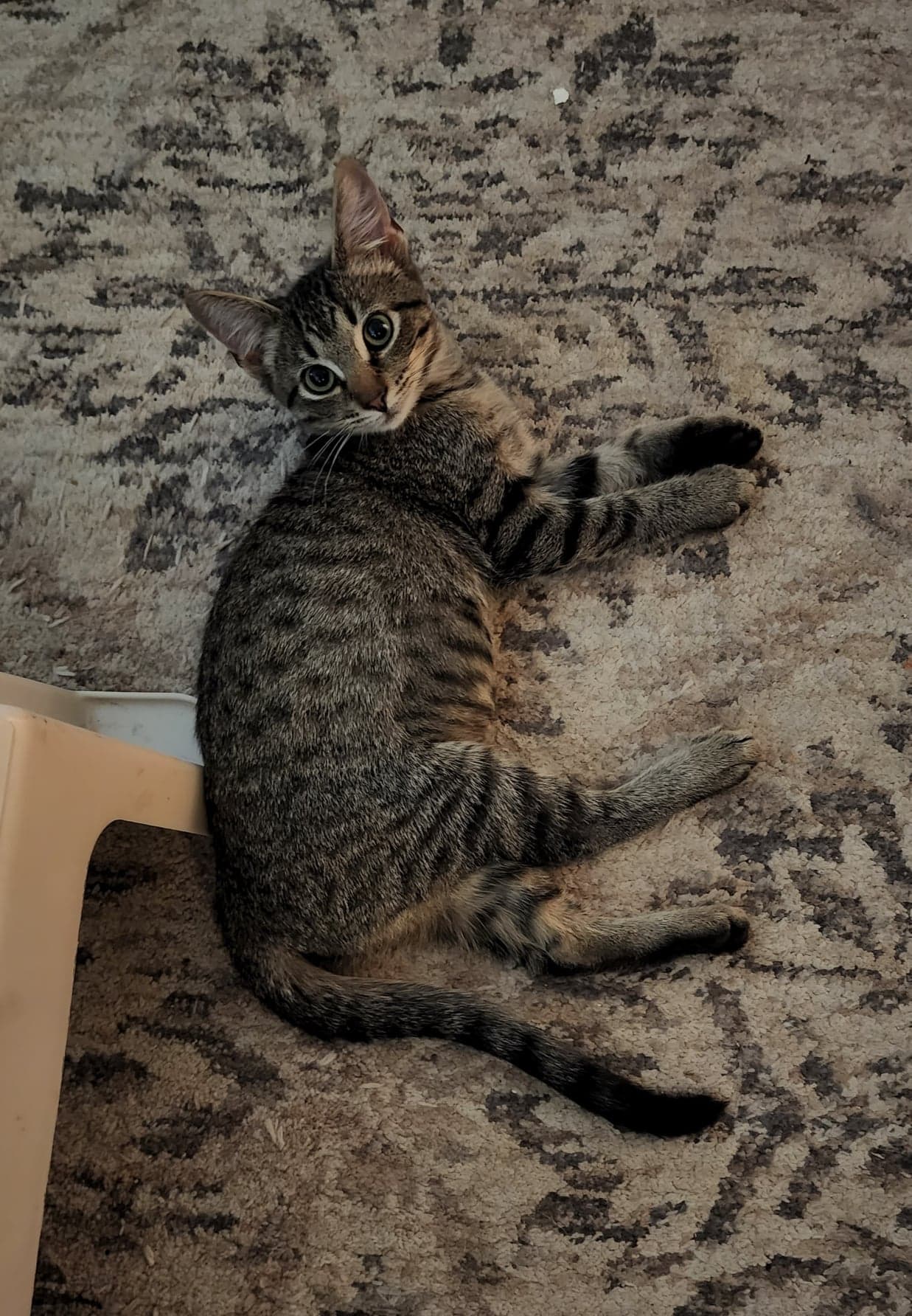 Adoption Event PetSmart Ft Jackson Cat Around Town Project