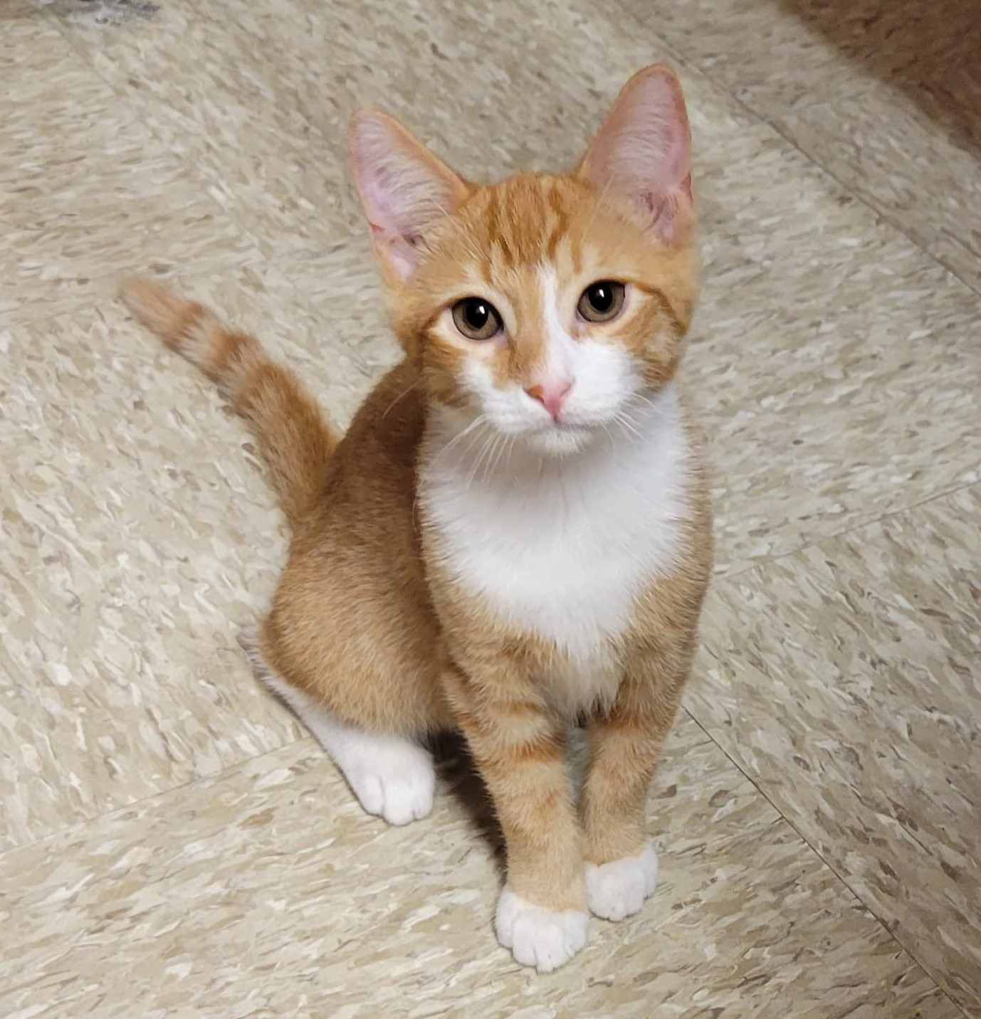 Adoption Event Pet Supplies Plus Cat Around Town Project