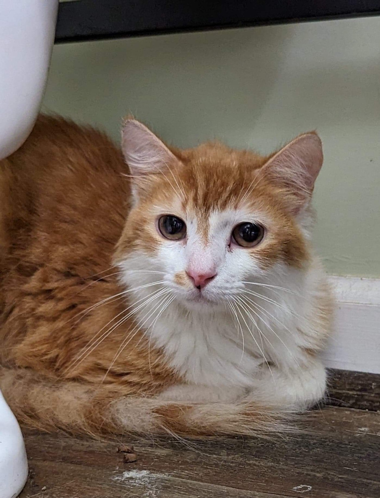 Caturday Adoptions PetSmart Two Notch Cat Around Town Project